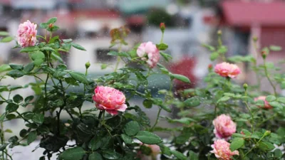 Bloom in Hanoi - The Residences – Fotos 7
